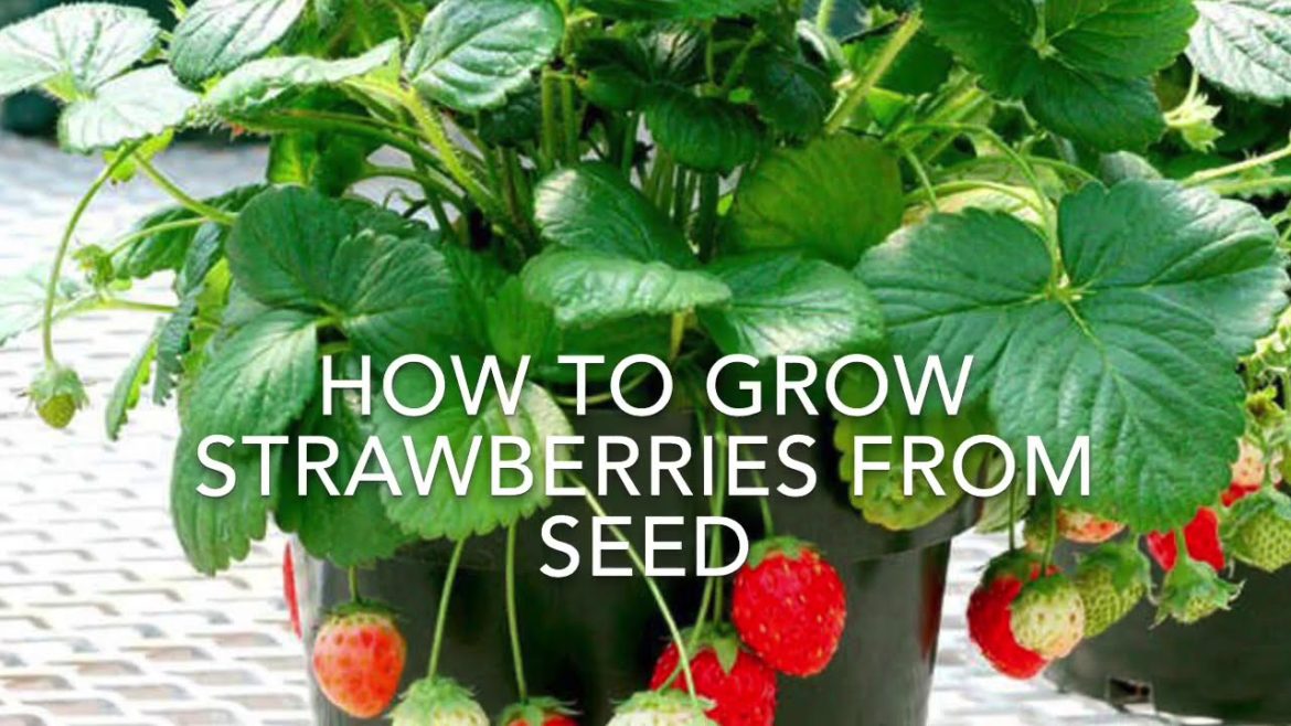 How to Grow Strawberries From Seed, Growing Strawberry ‘Temptation’, Vegetable Gardening