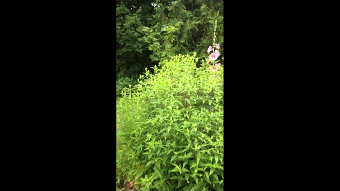 Edible herbal wildfllower garden