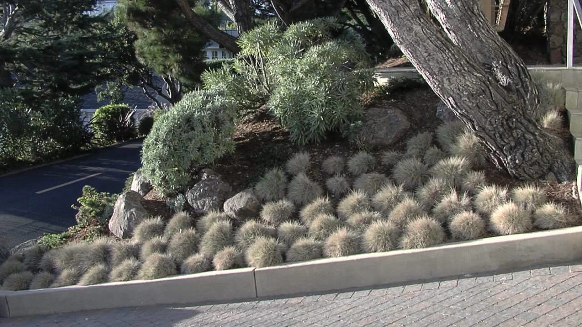 Front Yard Landscaping Approach