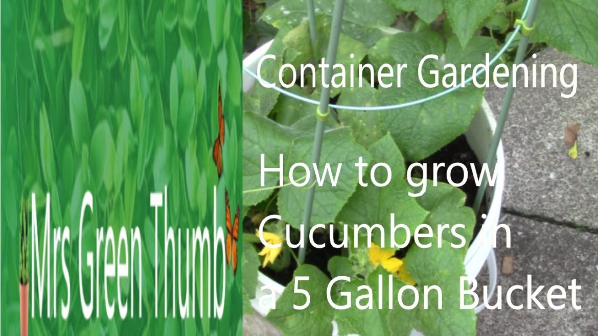 Container Gardening How to grow cucumbers in a 5 Gallon Bucket Container Gardening How to grow cucumbers in a 5 Gallon Bucket