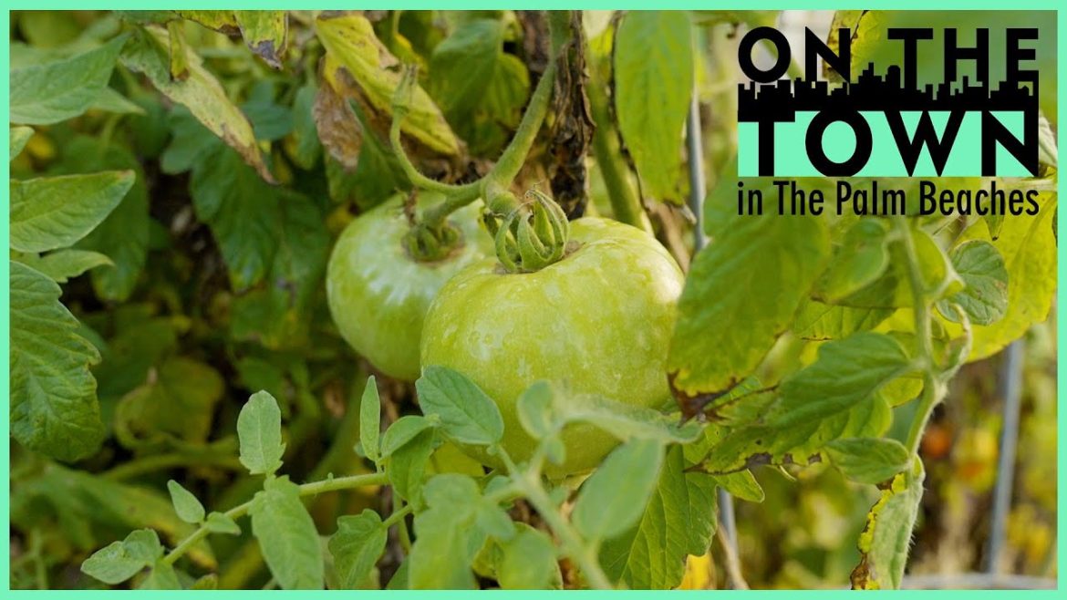 Mounts Botanical Garden & Edible Garden | On the Town, Eco-Adventures