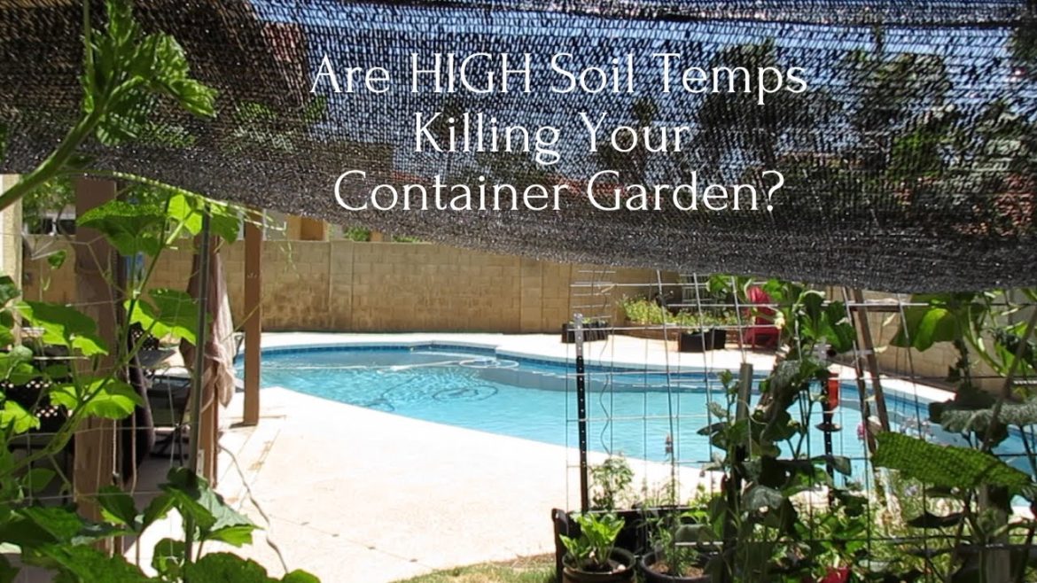 Are High Soil Temperatures Killing your Container Garden?