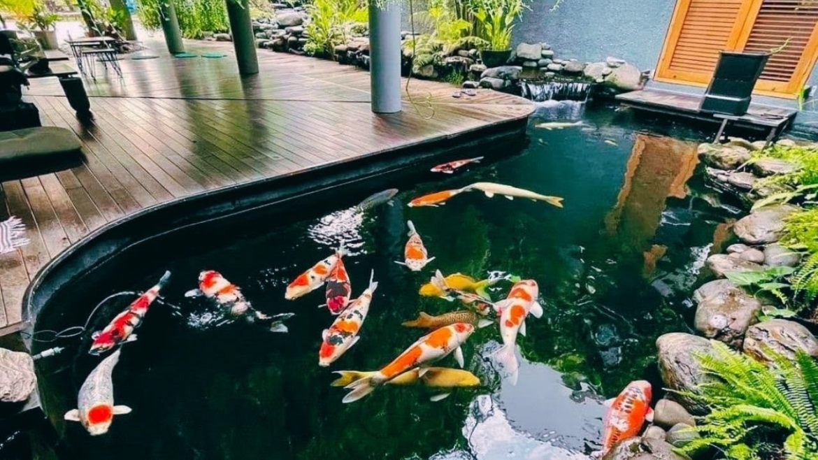 Top 8 Beautiful Backyard Garden Koi Pond | Amazing Koi Villa Collection