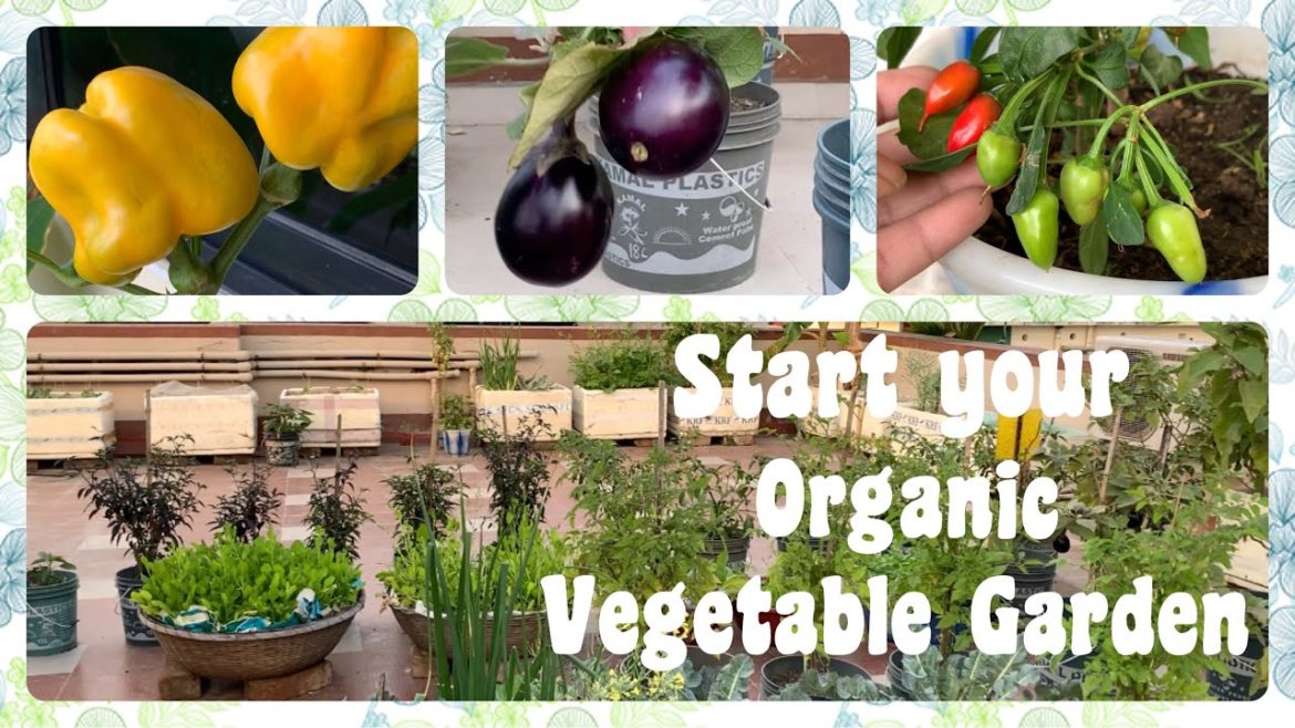 How To Start  Organic Vegetable Gardening At Home Garden // Tips For Beginners
