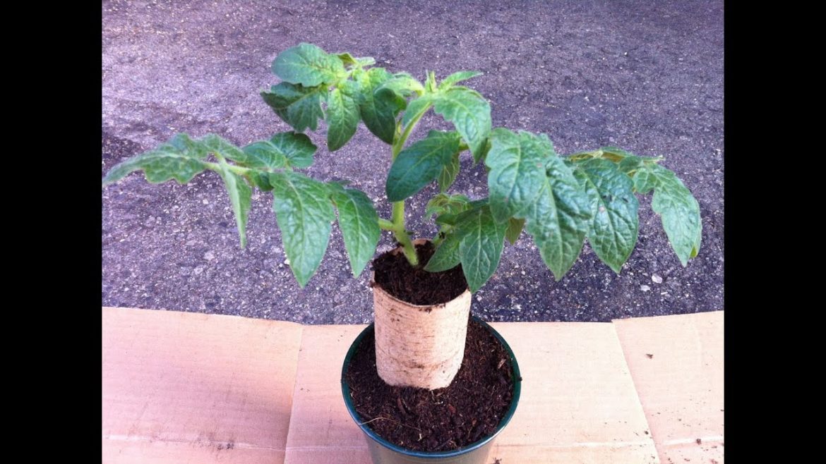 5 Tips that every gardener should know! Tips 6 to 10