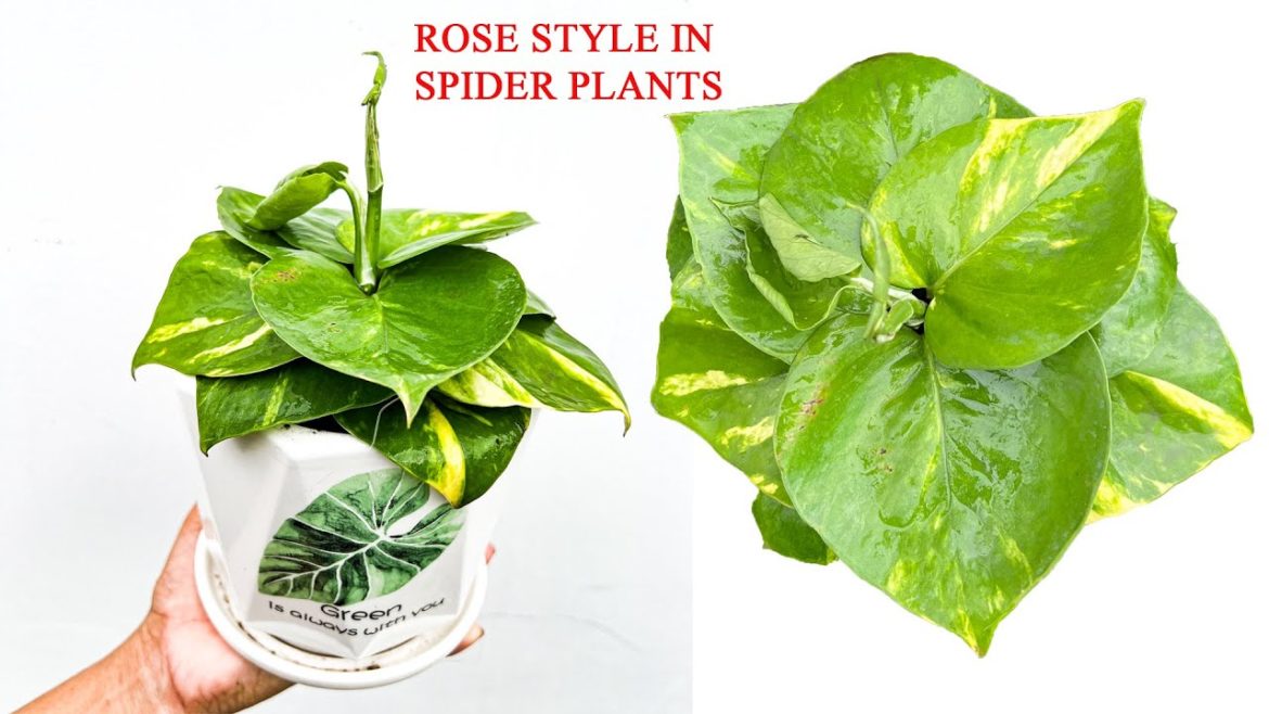 Rose From Money PlantsGarden Tips.