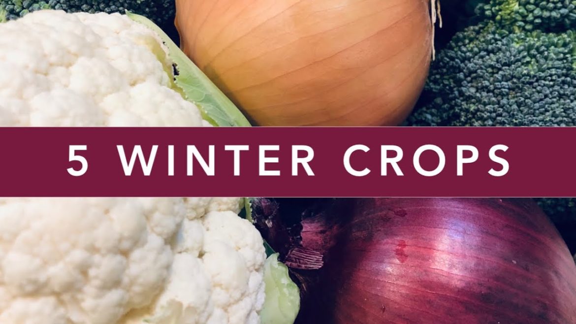 5 Winter Crops for your Florida Vegetable Garden | Florida Vegetable Gardening for Beginners 5 Winter Crops for your Florida Vegetable Garden | Florida Vegetable Gardening for Beginners