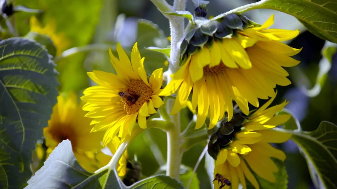 The Garden Gurus - Edible or Flowering plant of the week