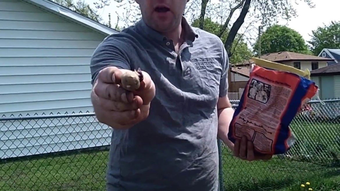 Planting Corn Tips – Planting No-Dig Potatoes – The Wisconsin Vegetable Gardener Planting Corn Tips - Planting No-Dig Potatoes - The Wisconsin Vegetable Gardener