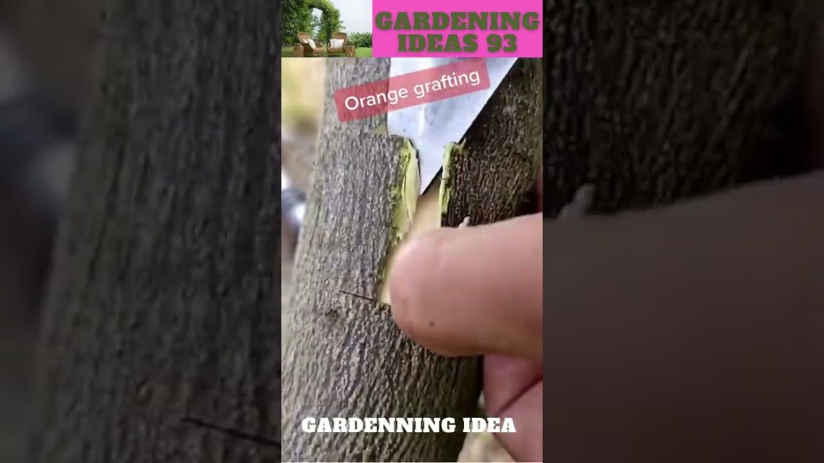 Orange Grafting 🥝🥝🥝/ gardening ideas🌱😁 😆🌴🌱🌿