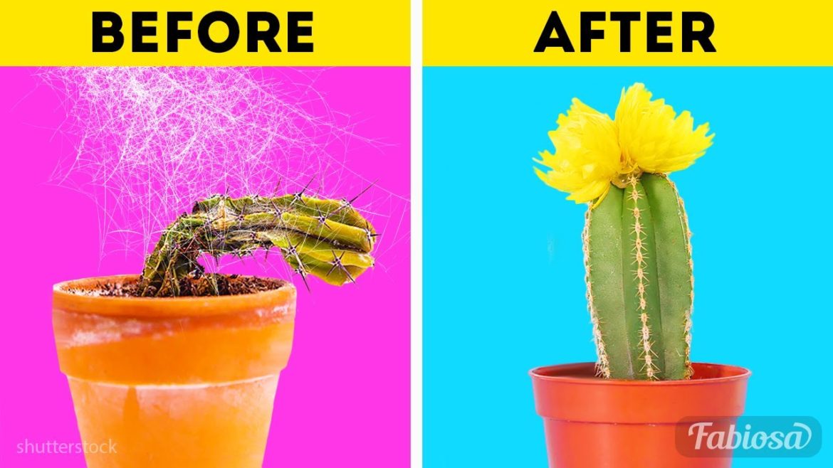 How to replant cactus? Basic gardening tips on growing cactus plant at home