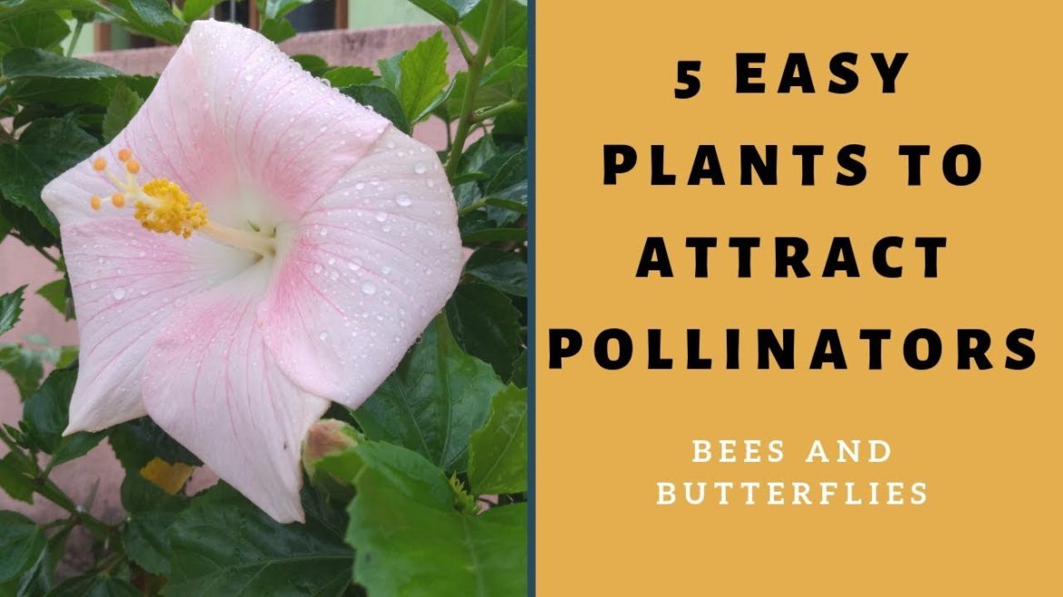 5 Easy Plants to attract bees and butterflies in Vegetable Gardening | Best plants for Pollinators 5 Easy Plants to attract bees and butterflies in Vegetable Gardening | Best plants for Pollinators