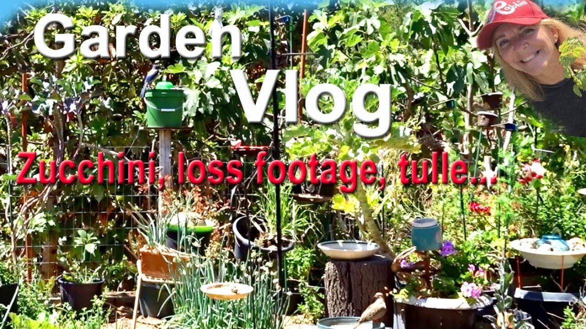 Early Morning Vlog to start My Vegetable Gardening Day, Tulle Zucchini Cucumbers Seeds Videos Birds Early Morning Vlog to start My Vegetable Gardening Day, Tulle Zucchini Cucumbers Seeds Videos Birds