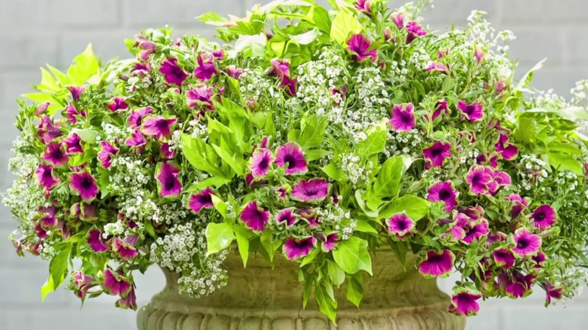Beautiful Container Garden Flower Combinations