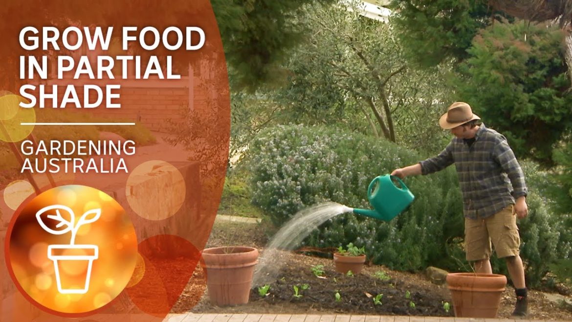 Fruit and veg that don't need full sun to grow well | Growing fruit and vegies | Gardening Australia Fruit and veg that don't need full sun to grow well | Growing fruit and vegies | Gardening Australia