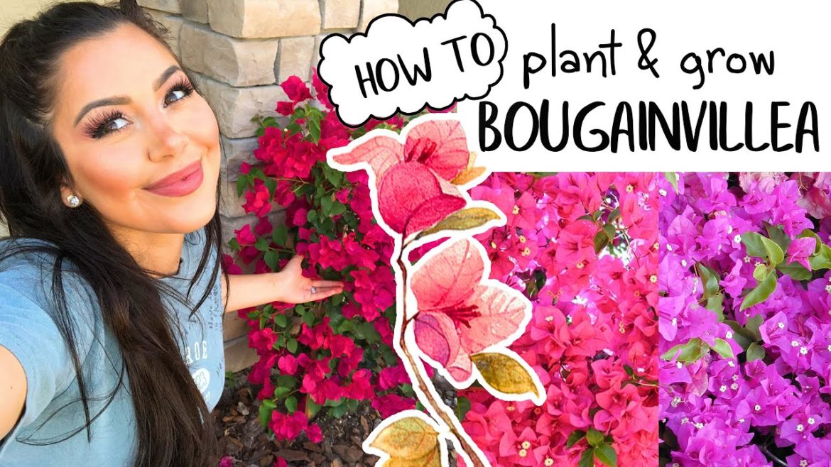 How to Plant & Grow Bougainvilleas (EASY)! Blooming & Gardening Tips! How to Plant & Grow Bougainvilleas (EASY)! Blooming & Gardening Tips!