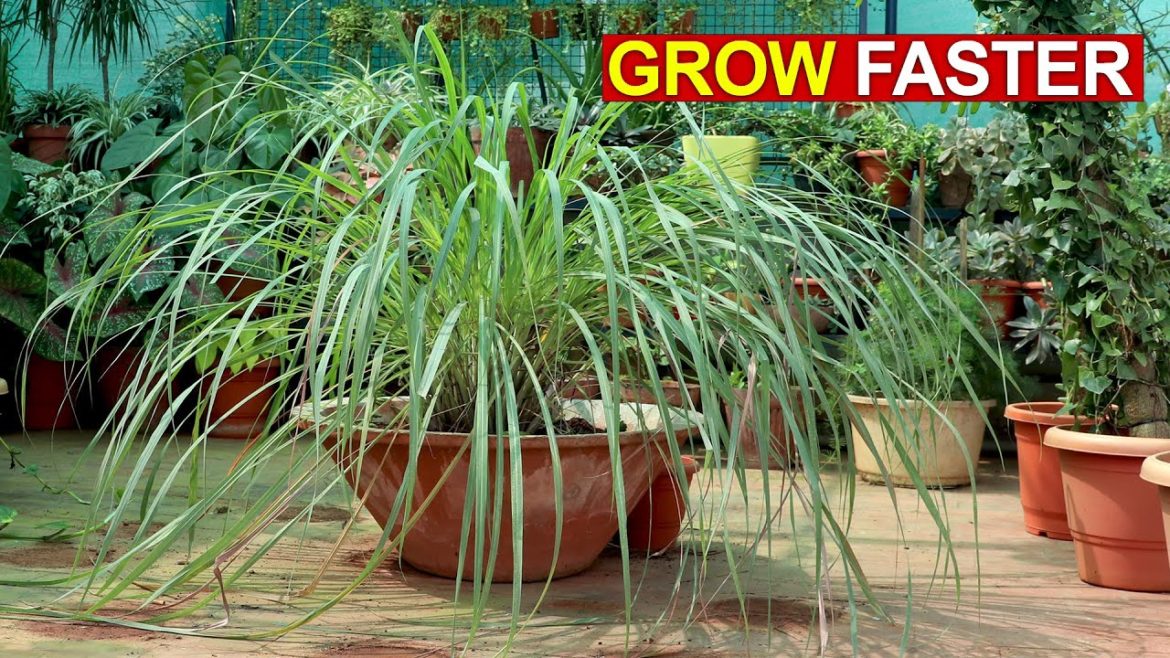 SECRETS TO GROW LOTS OF LEMON-GRASS FASTER | LEMON GRASS CARE TIPS