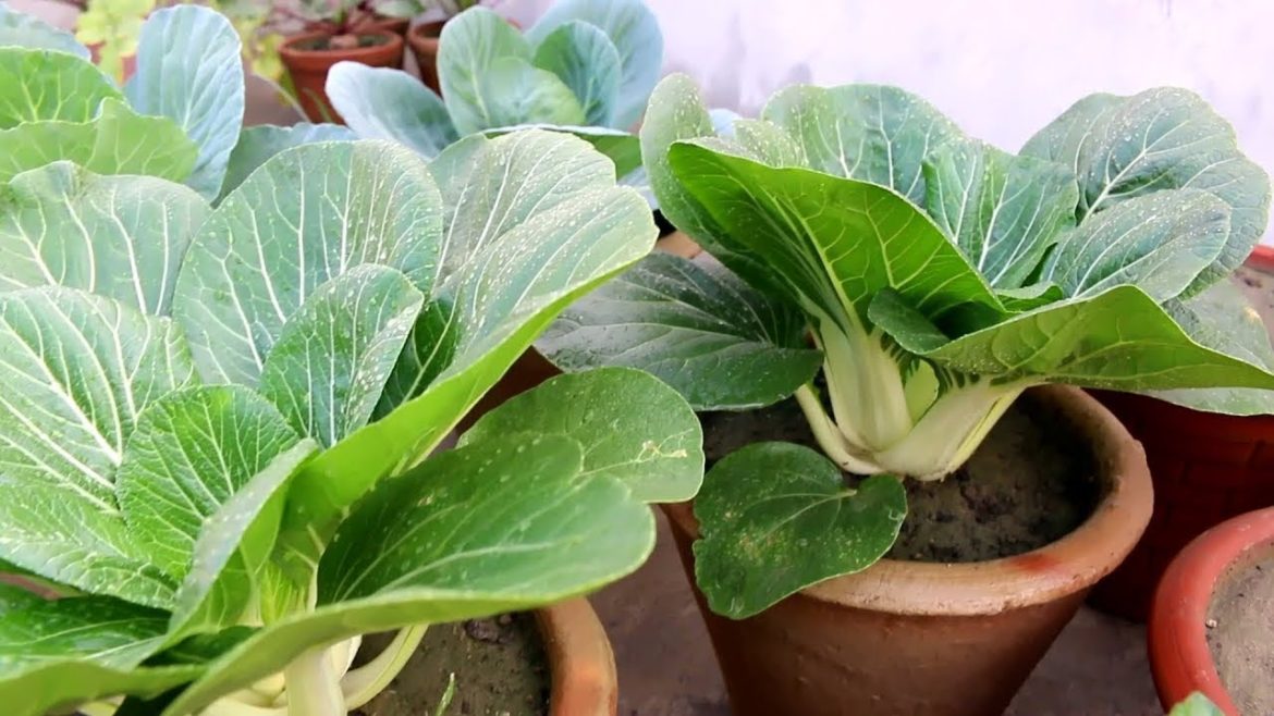 PECHAY CONTAINER GARDEN