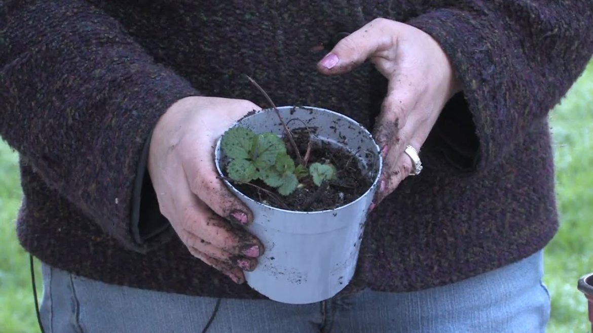 Gardening Tips : How to Grow Strawberries Indoors Gardening Tips : How to Grow Strawberries Indoors