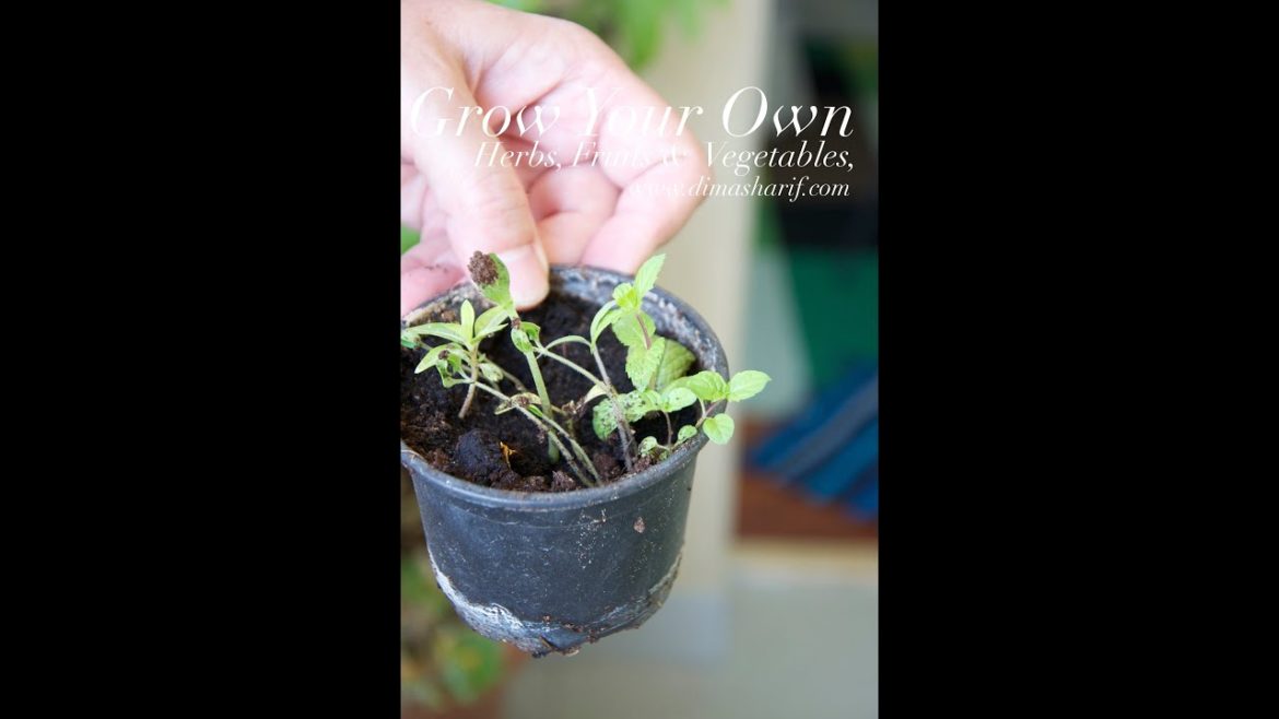 Balcony & Urban Gardening Group – Dubai's Latest Trend Balcony & Urban Gardening Group - Dubai's Latest Trend