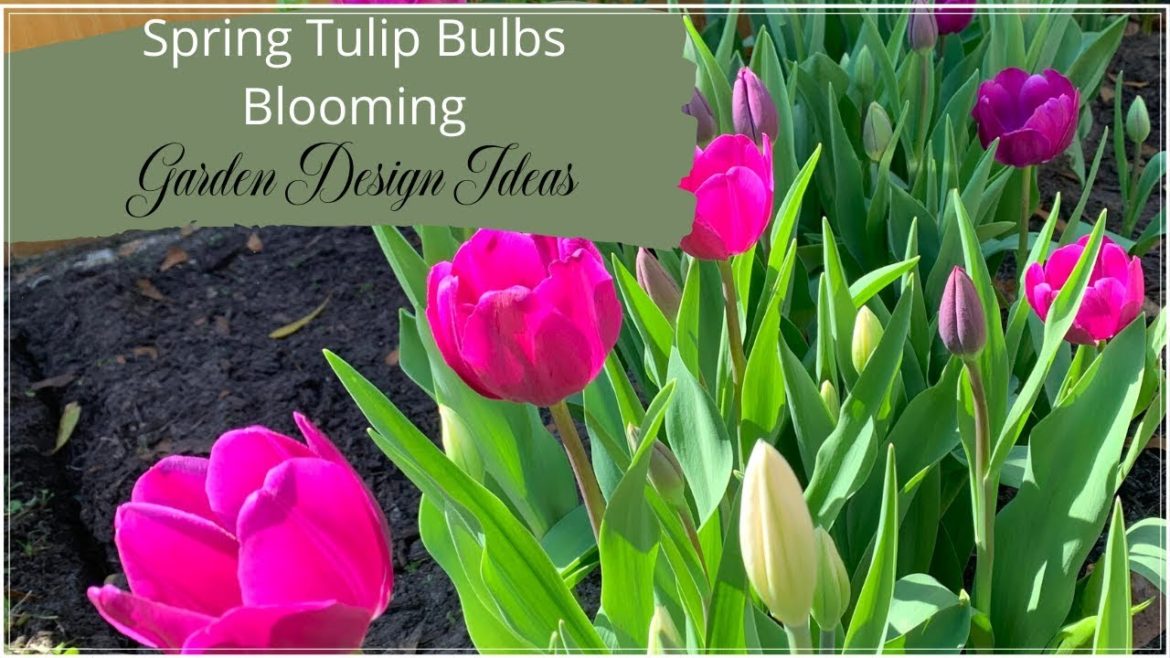 Spring Tulip Bulbs Are Blooming|Garden Design Ideas|Update