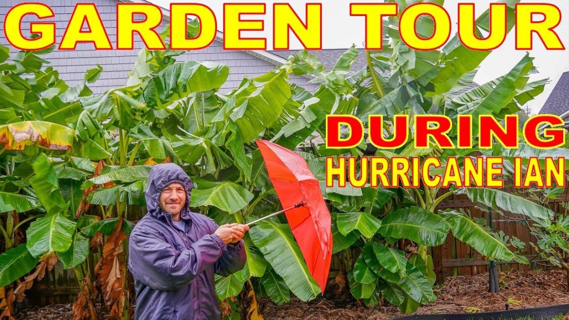 Garden Tour DURING HURRICANE IAN! Will My Garden Survive? [LIVE FOOTAGE INSIDE]