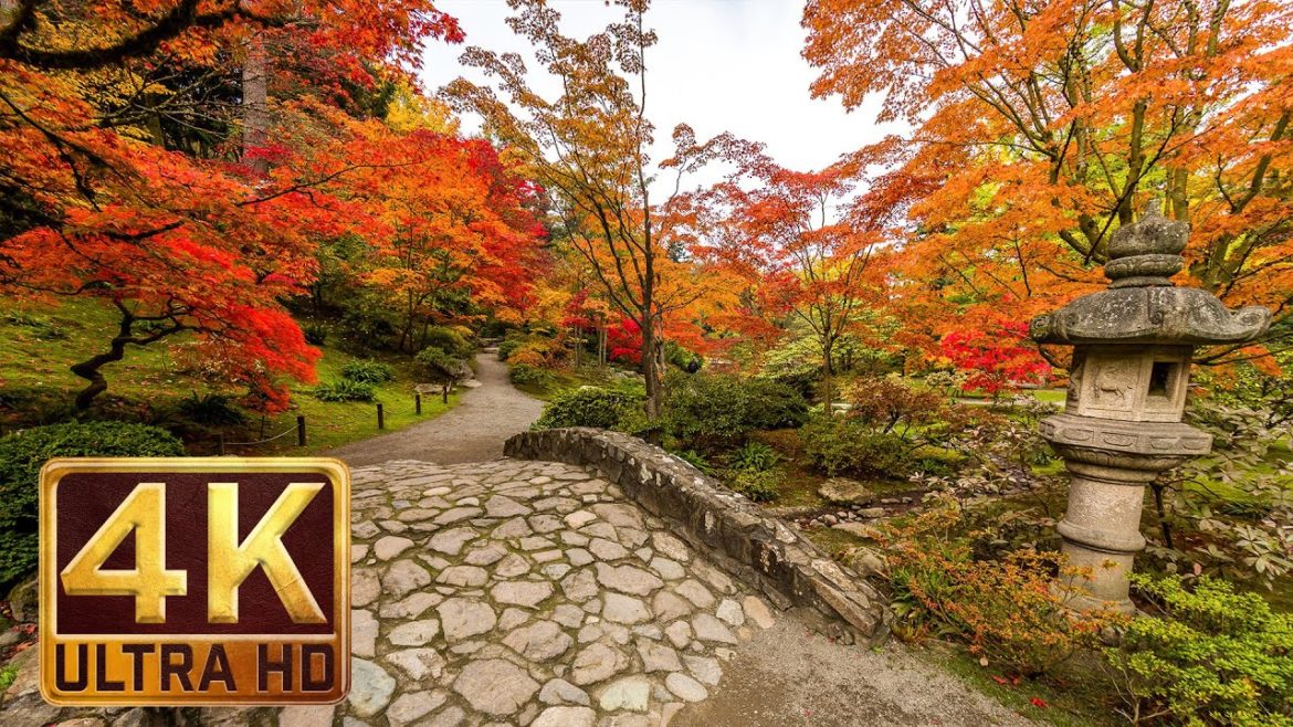 Japanese Garden 4K resolution – 1 hour – Nature Sound for Relaxation – Autumn Japanese Garden 4K resolution - 1 hour - Nature Sound for Relaxation - Autumn