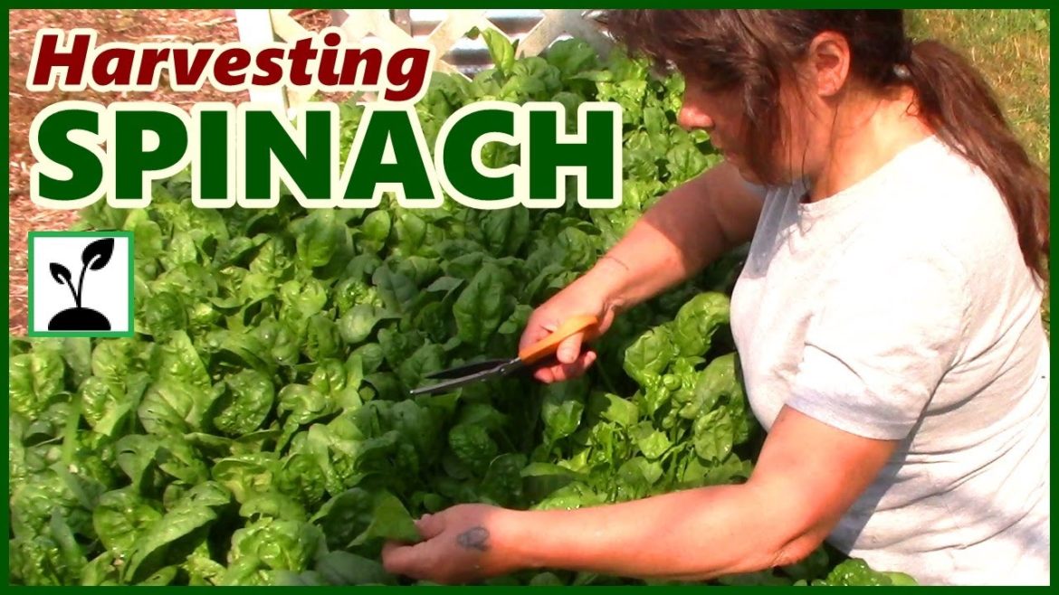 Harvesting Fresh Spinach From Our Raised Bed Garden ~ Vegetable Gardening Harvesting Fresh Spinach From Our Raised Bed Garden ~ Vegetable Gardening