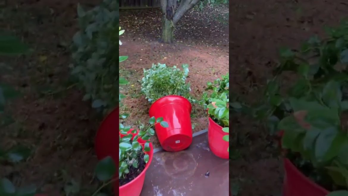Hurricane Damage! Container gardening #shorts
