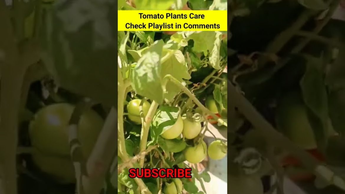 Gardening tips shorts 9 #naturetreasure #gardeningtips #shorts Gardening tips shorts 9 #naturetreasure #gardeningtips #shorts
