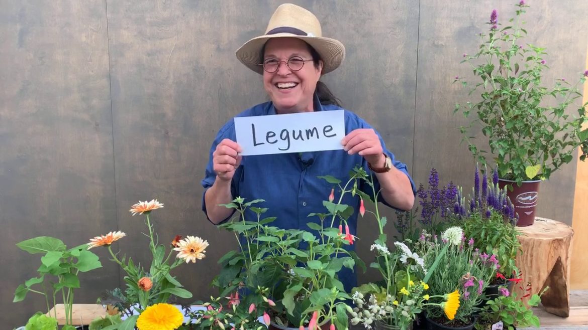 Edible Organic Garden: June