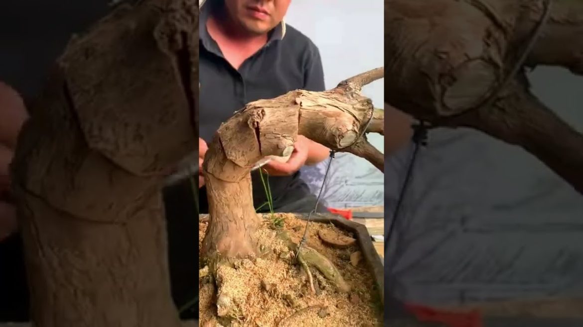 Podocarpus bonsai bending tips #Shorts