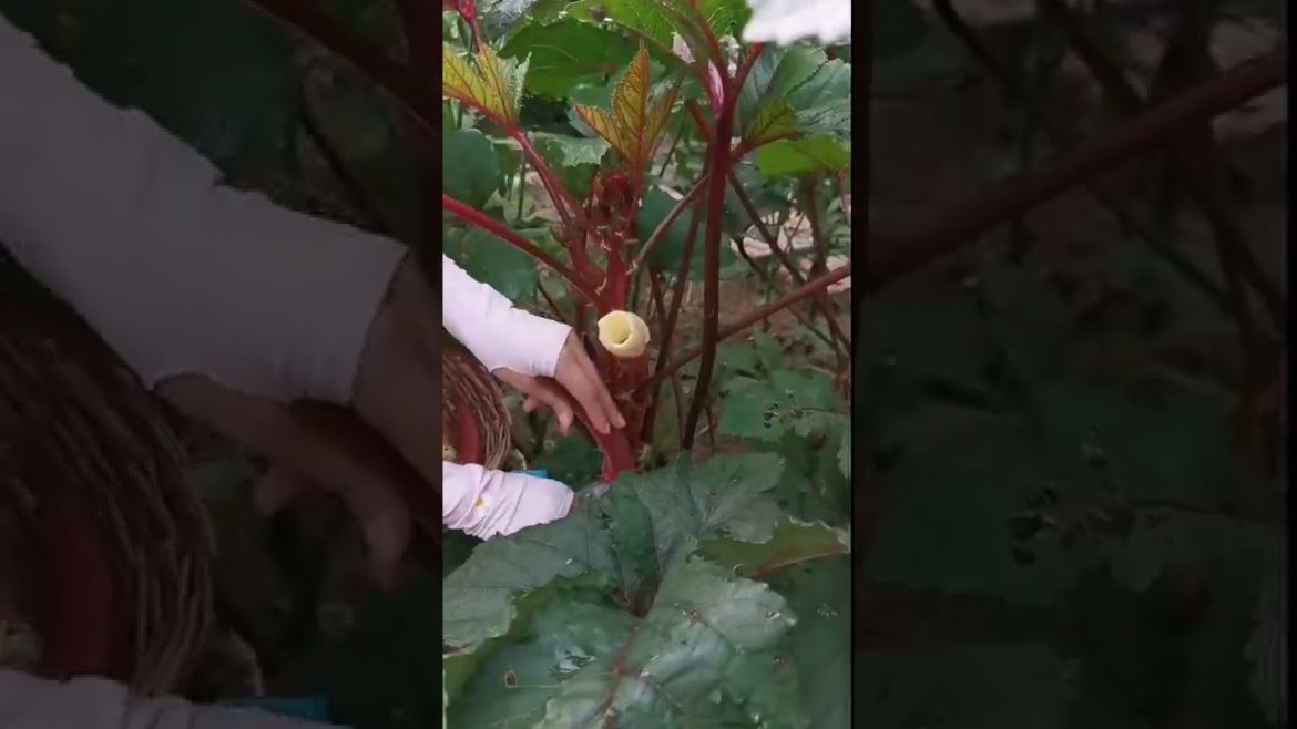 Simple Tips for Growing Vegetables by meimei