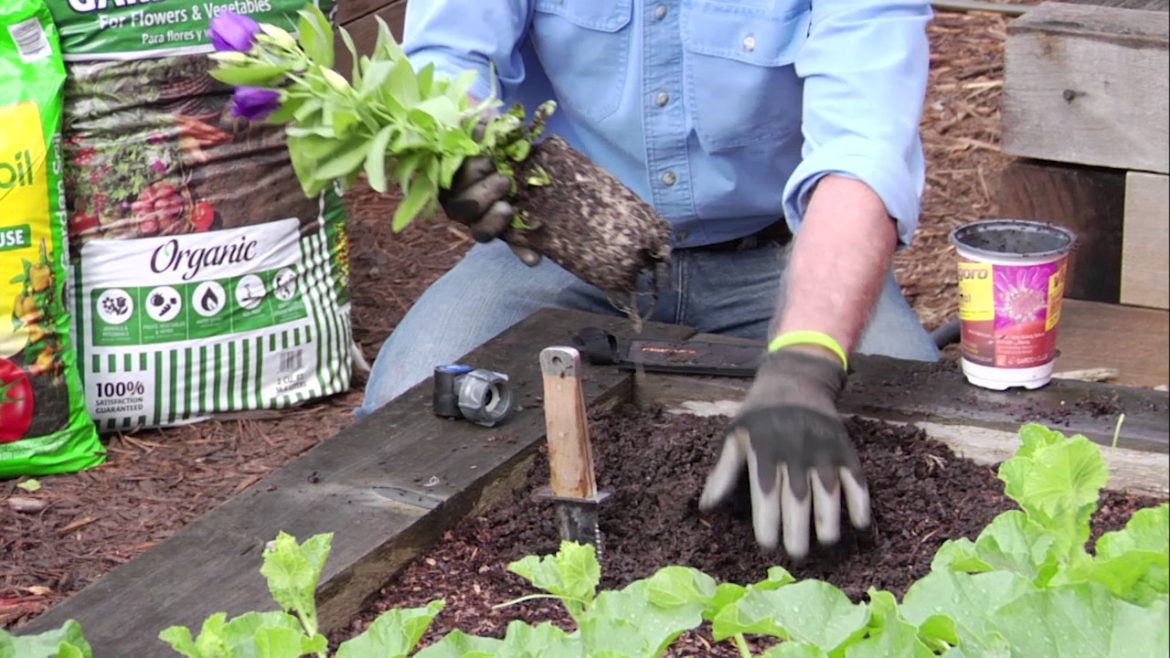 Latest Trends in Gardening | DCypher Studios Latest Trends in Gardening | DCypher Studios