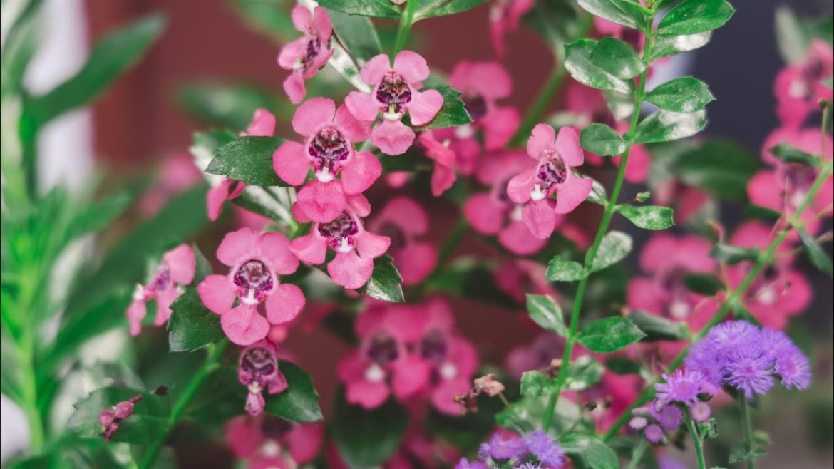 Three Plant Container Garden Tour Updates // Garden Obsessions // Proven Winners Three Plant Container Garden Tour Updates // Garden Obsessions // Proven Winners