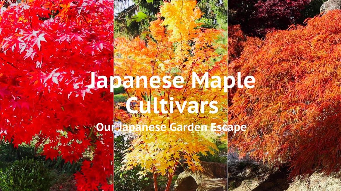 Japanese Maple Cultivars | Our Japanese Garden Escape