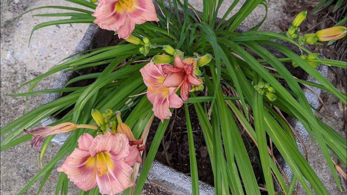Prepping - Gardening Supplies - Stockpile now!
