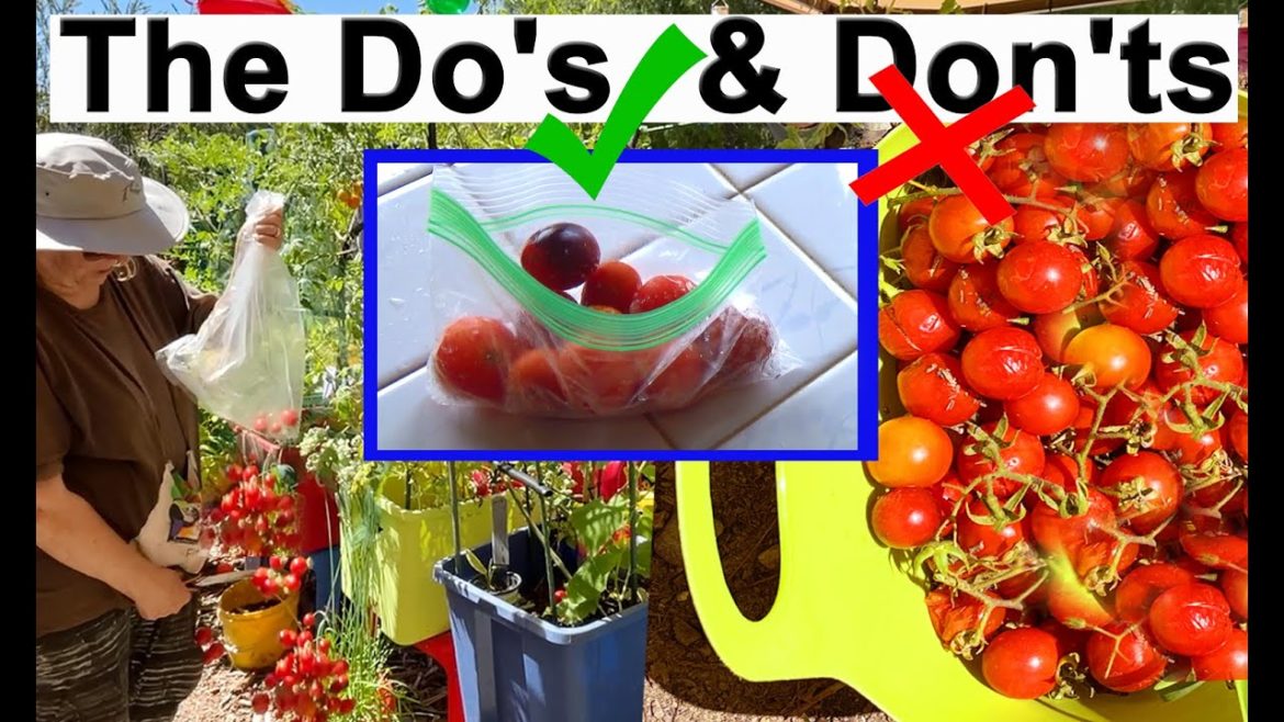 How to Freeze Tomatoes EASY TIPS to Harvest From Garden Tomato Plants Tomatillos Peppers for Recipes How to Freeze Tomatoes EASY TIPS to Harvest From Garden Tomato Plants Tomatillos Peppers for Recipes