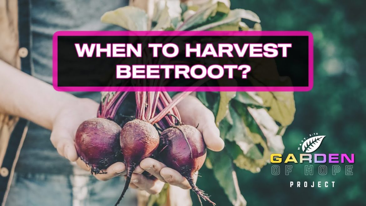 When to harvest beetroot? | Vegetable Gardening Tips