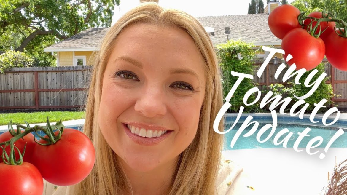 Potting Up My Micro Dwarf Tomatoes! 🍅 :: Vegetable Gardening in SMALL spaces, patios, Or BALCONIES!