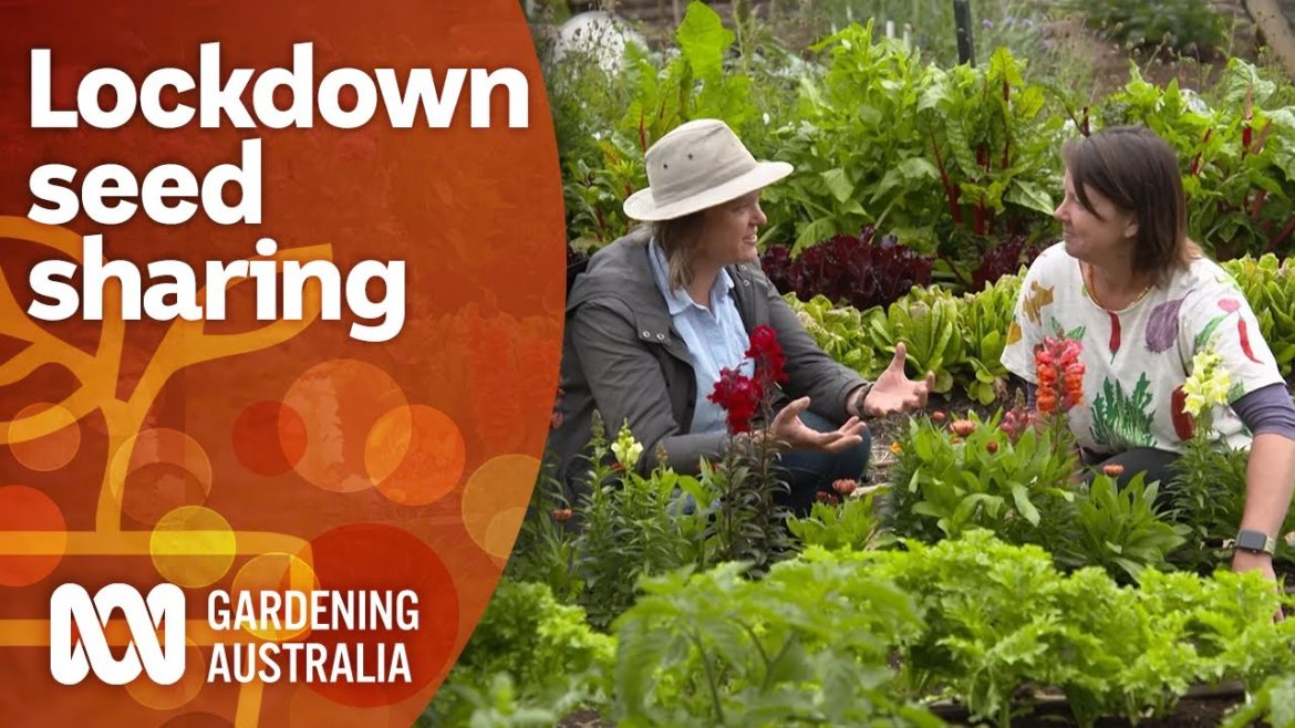 A seed sharing operation started in lockdown | Garden Design and Inspiration | Gardening Australia
