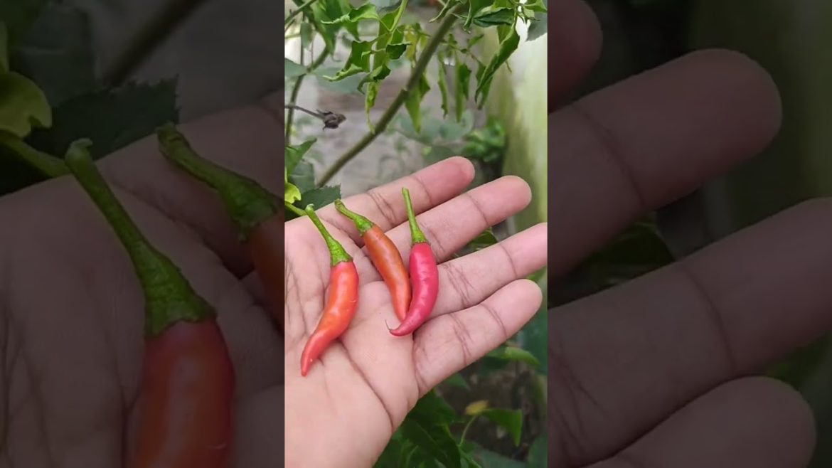 ।।Harvesting red chilli🌶️🔥of my kitchen garden🌱।।it's satisfying😍 #shorts