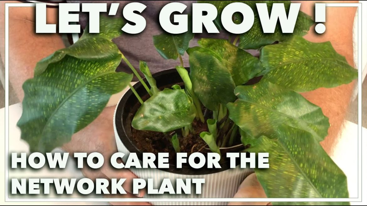 CALATHEA CARE TIPS