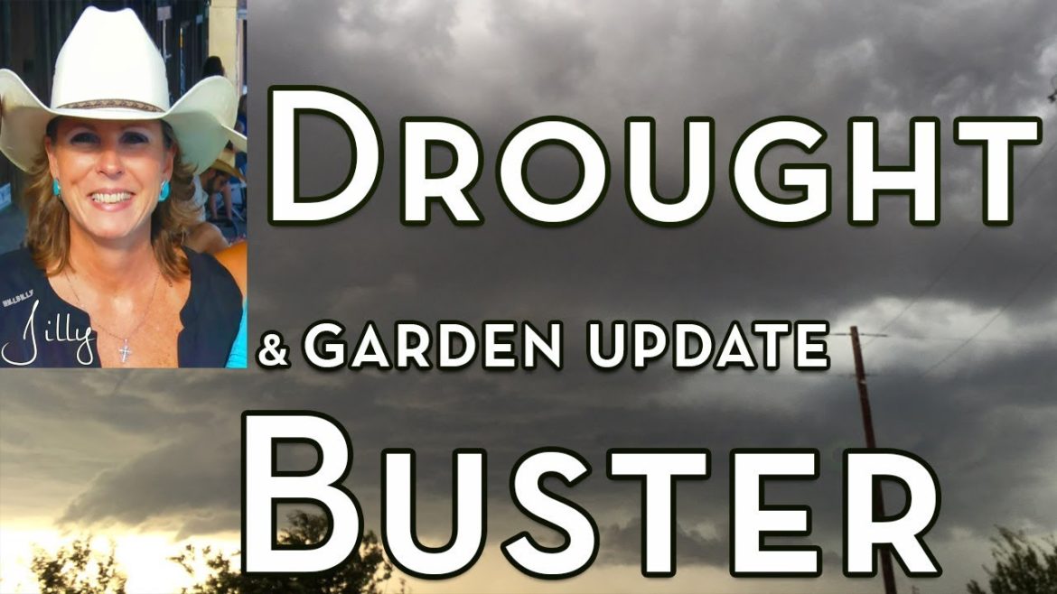 Drought Buster! – North Texas Vegetable Garden During a Drought Drought Buster! - North Texas Vegetable Garden During a Drought
