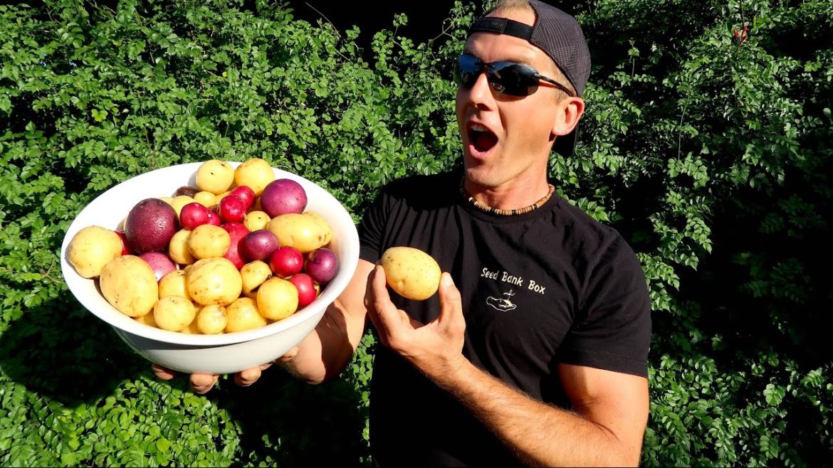 Growing Potatoes in My Front Yard Garden…AMAZING! Growing Potatoes in My Front Yard Garden...AMAZING!