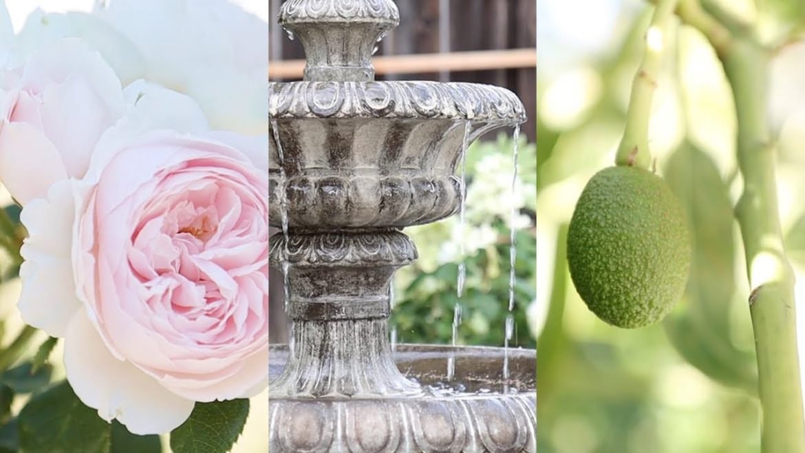 Summer Backyard Garden Tour | Roses, Tropical Fruits, Cut Flowers Summer Backyard Garden Tour | Roses, Tropical Fruits, Cut Flowers