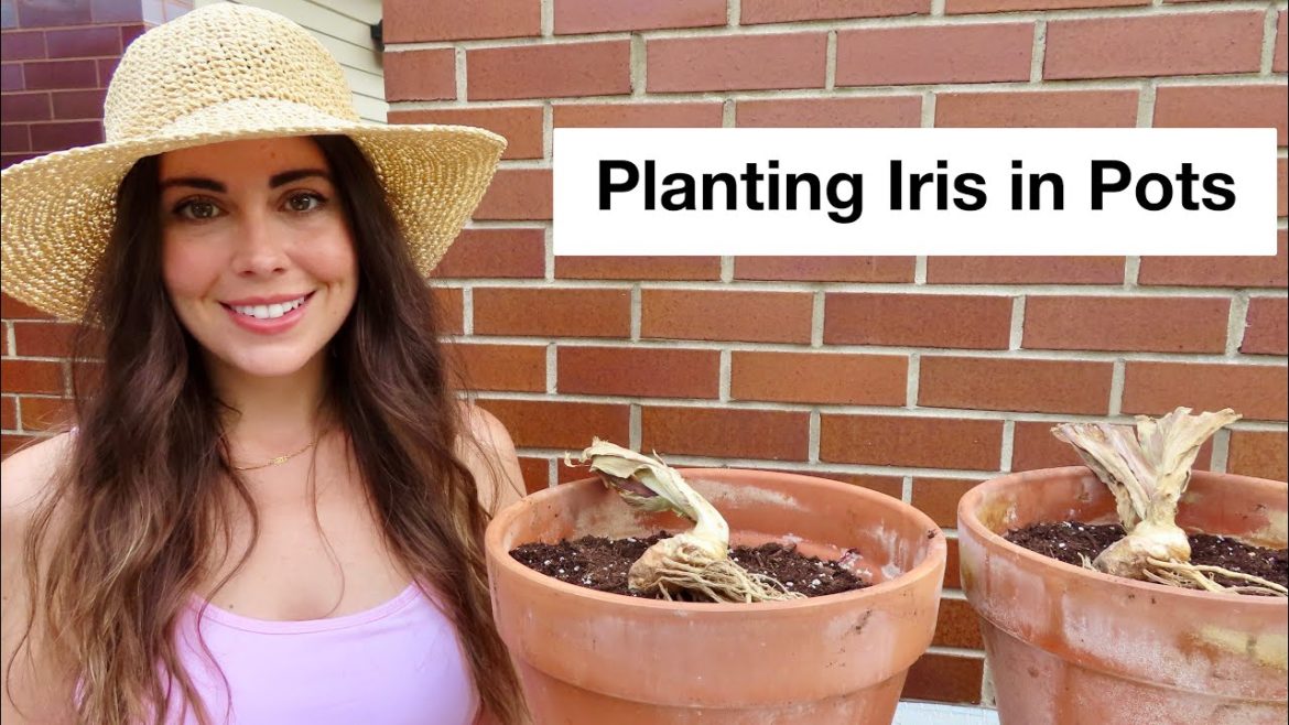 Planting Iris In Pots | Container Gardening Planting Iris In Pots | Container Gardening