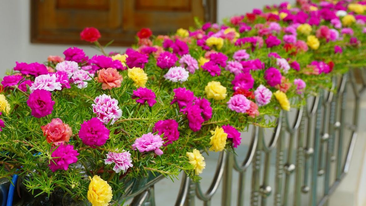 How To Grow Portulaca (Mossrose) On A Beautiful Railing, Creative Balcony Garden Ideas