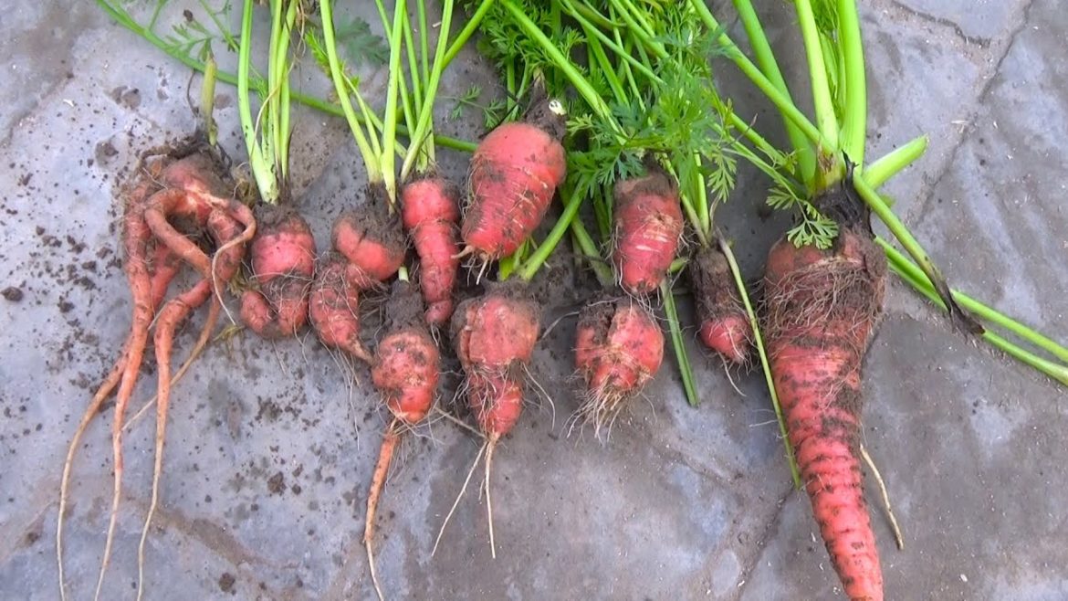 How to Grow Carrots From Seed | Winter Vegetable Gardening | Carrot Harvesting | Kitchen Gardening How to Grow Carrots From Seed | Winter Vegetable Gardening | Carrot Harvesting | Kitchen Gardening