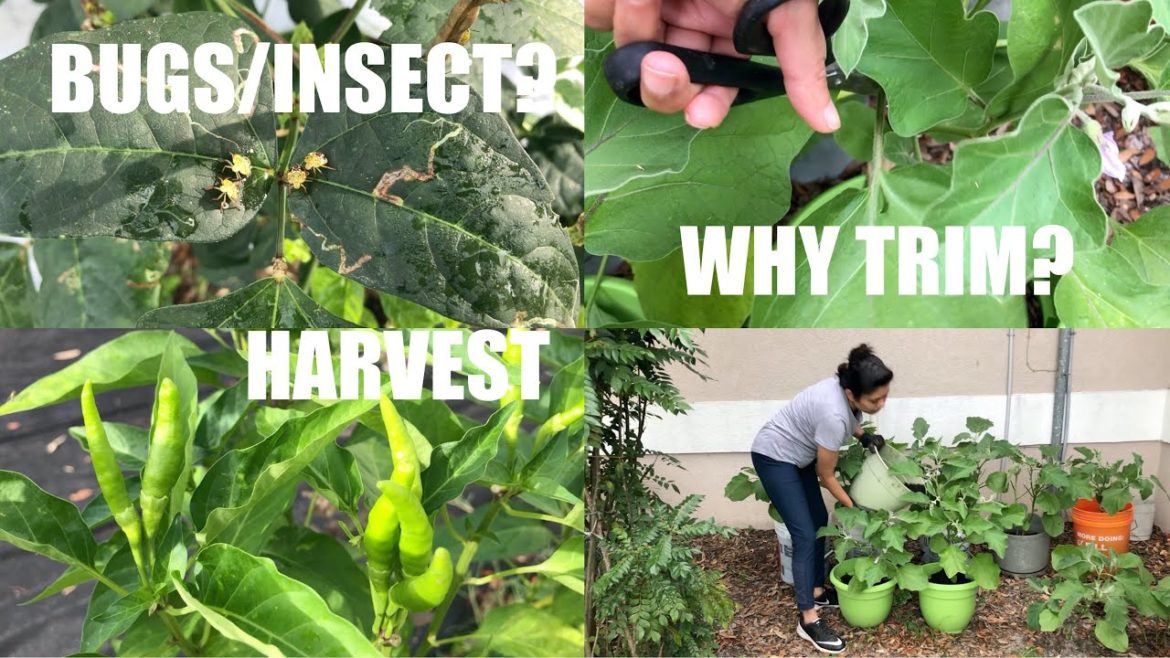 Garden Tips & Tour Keep Bugs Away from the Plants More Vegetables Video Recipe | Bhavna's Kitchen